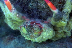 Schizophrys rufescens