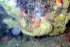 Schizophrys rufescens