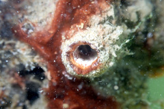 Microcosmus squamiger