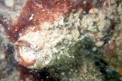 Microcosmus squamiger