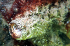 Microcosmus squamiger