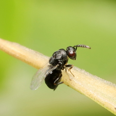 Eurytominae