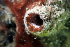 Microcosmus squamiger