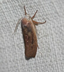 Cryptophasa rubescens