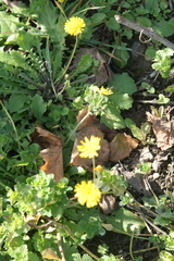 Crepis sancta