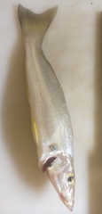 Sillago ciliata