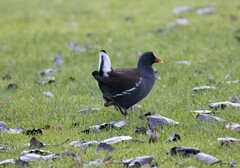Gallinula chloropus