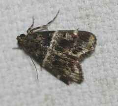 Orthaga atribasalis