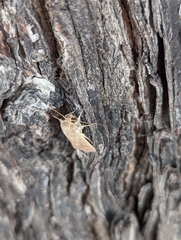 Mythimna convecta