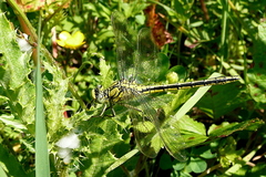 Gomphus pulchellus