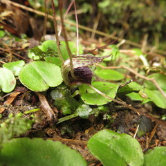 Corybas iridescens