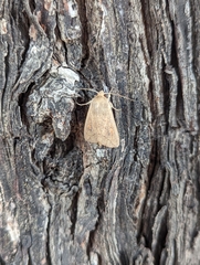 Mythimna convecta