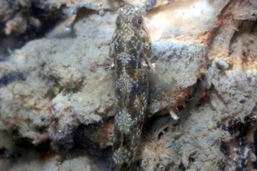Bluespot goby (Pseudogobius olorum) — Gobiidae — 4