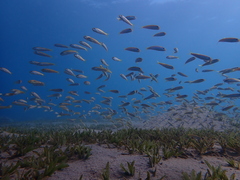 Parupeneus forsskali