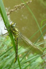 Gomphus pulchellus