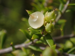 Styphelia leptospermoides