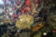 Schizophrys rufescens