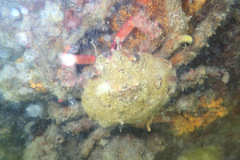 Schizophrys rufescens