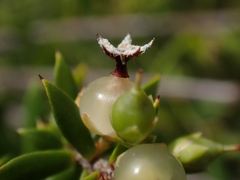 Styphelia leptospermoides