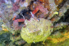 Schizophrys rufescens