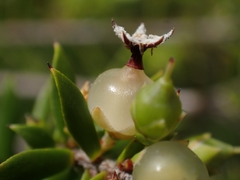 Styphelia leptospermoides