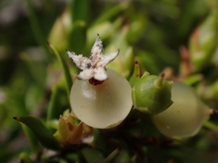 Styphelia leptospermoides