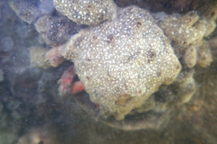 Schizophrys rufescens