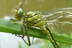 Gomphus pulchellus