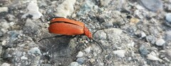 Pyrochroa serraticornis