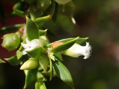 Styphelia leptospermoides