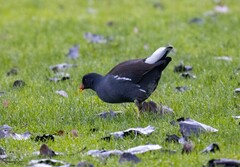 Gallinula chloropus