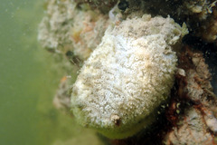 Aplidium