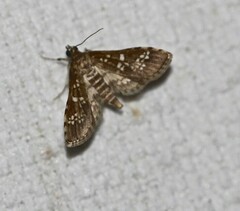 Sameodes cancellalis