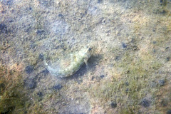 Bathygobius krefftii