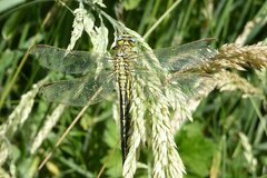 Gomphus pulchellus