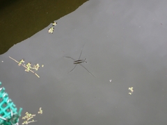 Aquarius elongatus