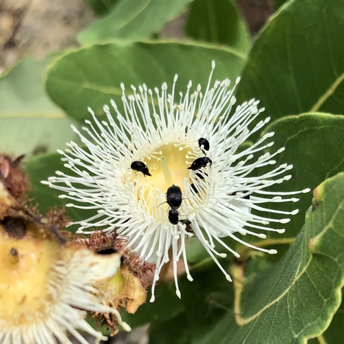 Dwarf apple (Angophora hispida)