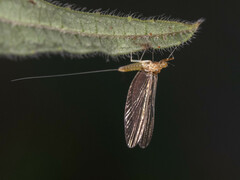 Ephemeroptera