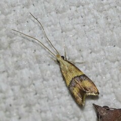 Crocanthes prasinopis