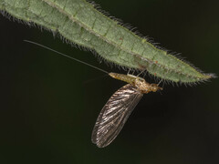 Ephemeroptera