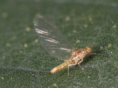Ephemeroptera