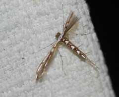 Cosmoclostis aglaodesma