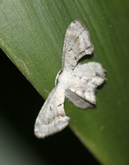 Phazaca leucocephala