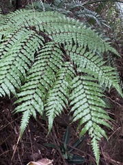 Gymnosphaera podophylla