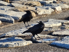Corvus corone orientalis