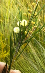 Acacia ptychoclada