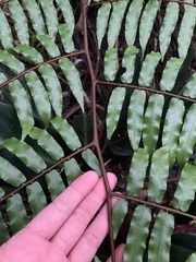 Gymnosphaera podophylla