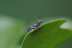 Infurcitinea teriolella
