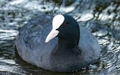 Fulica atra