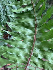 Gymnosphaera podophylla